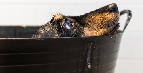 犬　シャワー