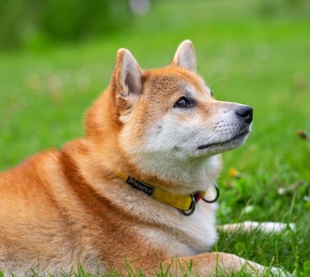 忠実な犬