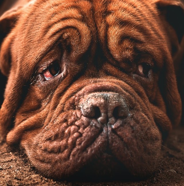 悲しい犬