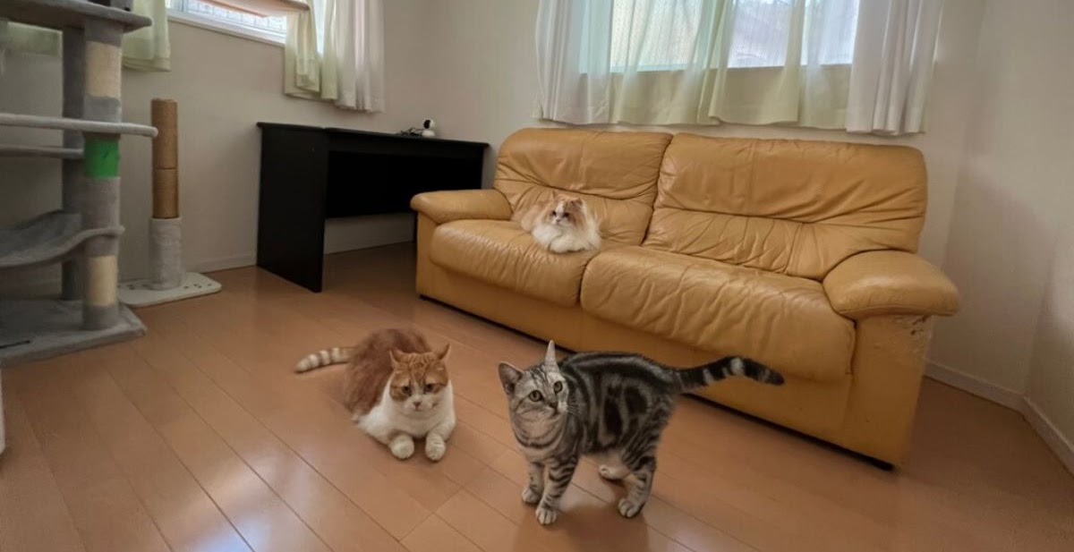 キャッツカールトン横浜について