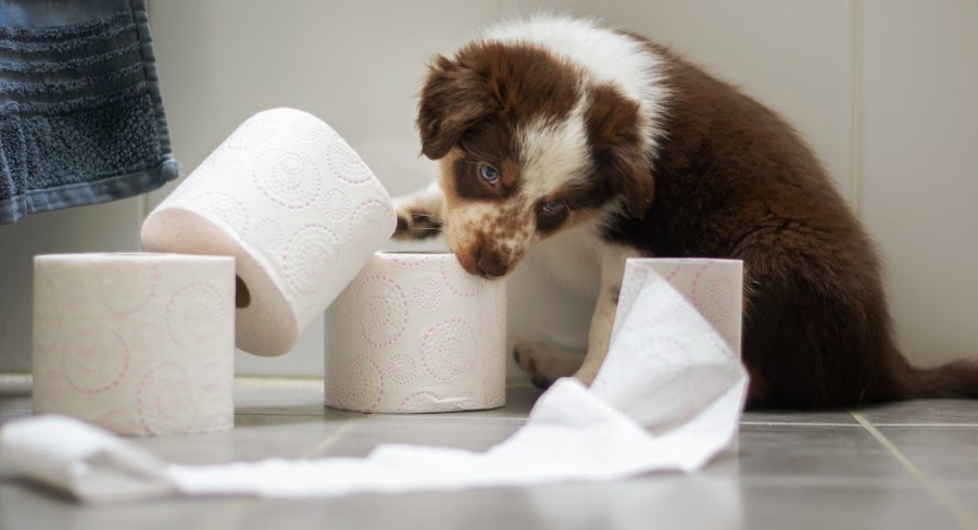 犬のトイレのしつけ方