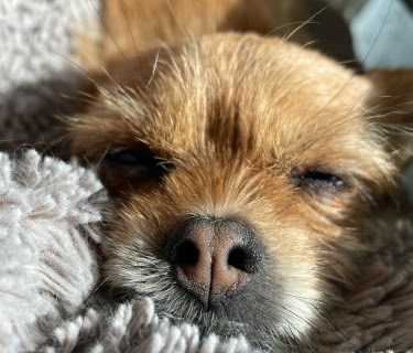 犬の里親になるためのガイド