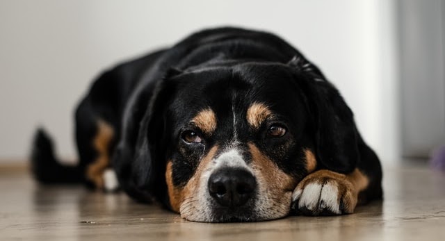 泣く犬