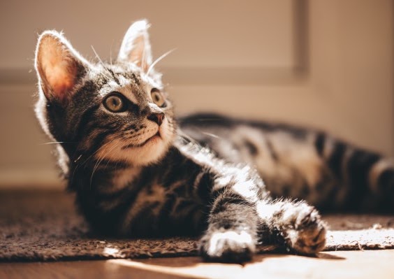 猫の寿命