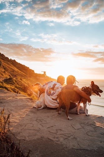 犬と旅行